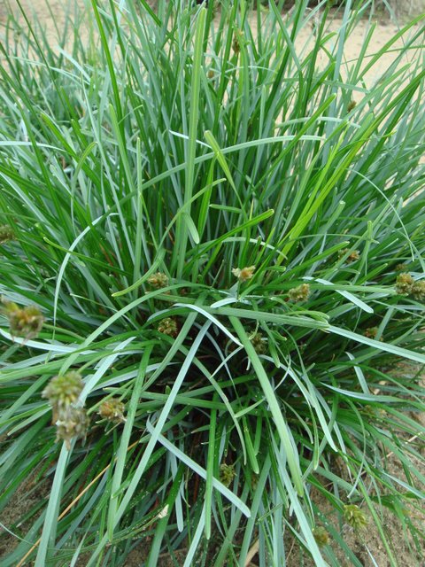 Sesleria caerulea